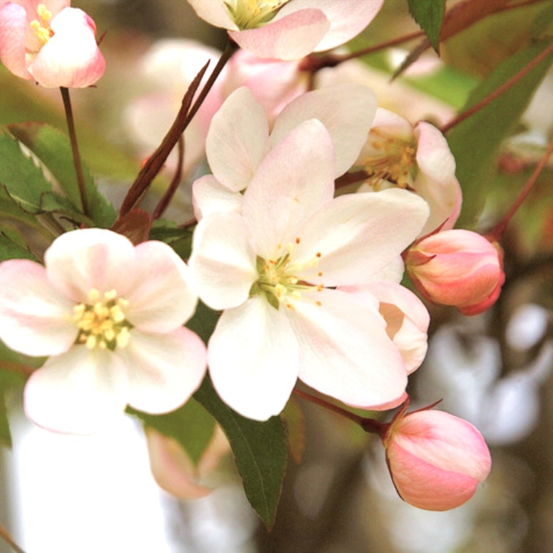 Guirlande FLEUR DE POMMIER